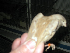besg hos karl aage 039r
